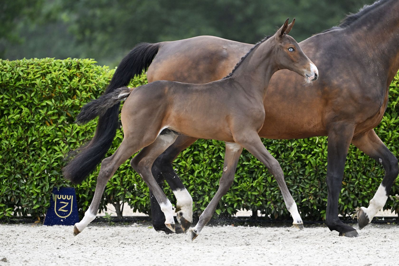 III様 ULTIMA VAN DE WITTERT Z - Eye-catching granddaughter of 1.55m